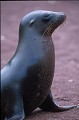 Otaries des galapagos (Zalophus californianus wollebaeki) île de Rabida - Galapagos Ref:36979